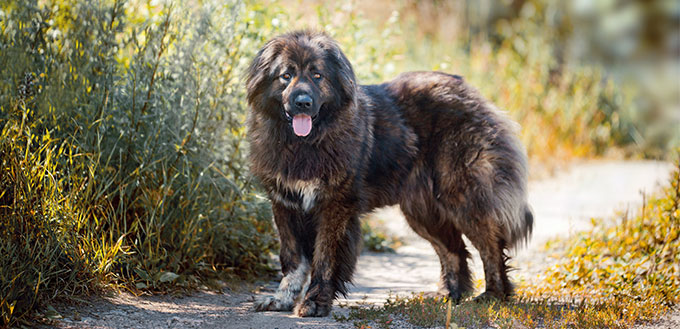 Caucasian Shepherd