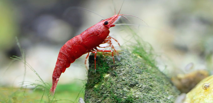 Cherry Shrimp