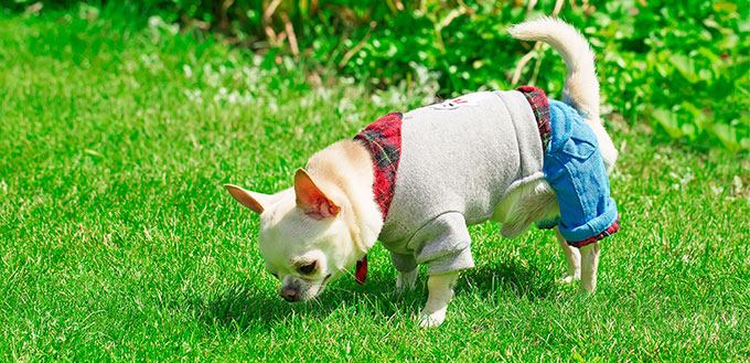 Chihuahua siffing the grass