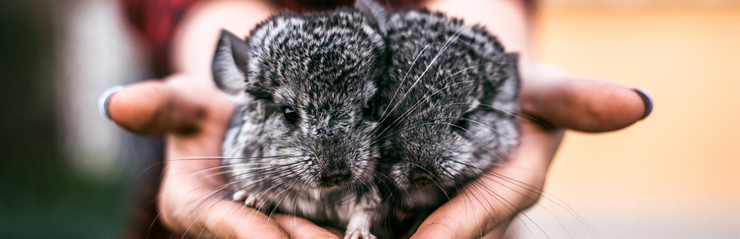 Chinchilla Facts and Care Tips - How to Take Care of a Chinchilla