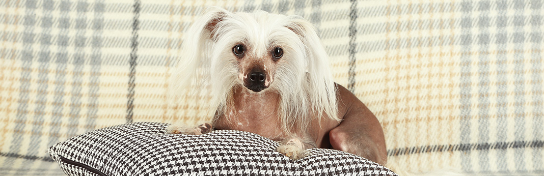 Chinese Crested Dog: Breed Information, Characteristics, and Facts