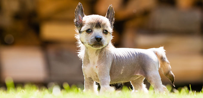 Chinese Crested dog puppy