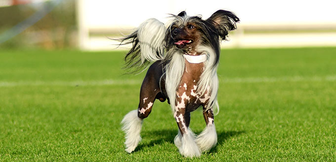 Chinese Crested dog standing on the lawn