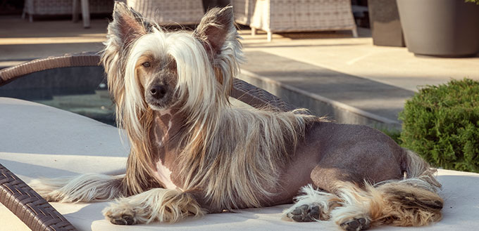 Chinese crested dog resting on a couch
