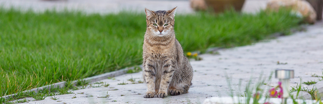 Cloudy Eye in Cats - Cataracts in Cats or Something Else