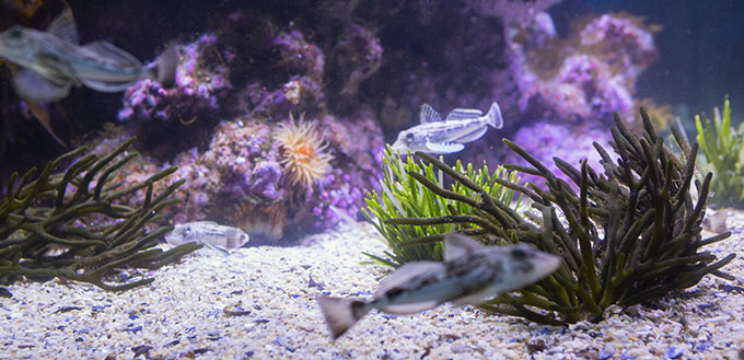 Cloudy water in a fish tank