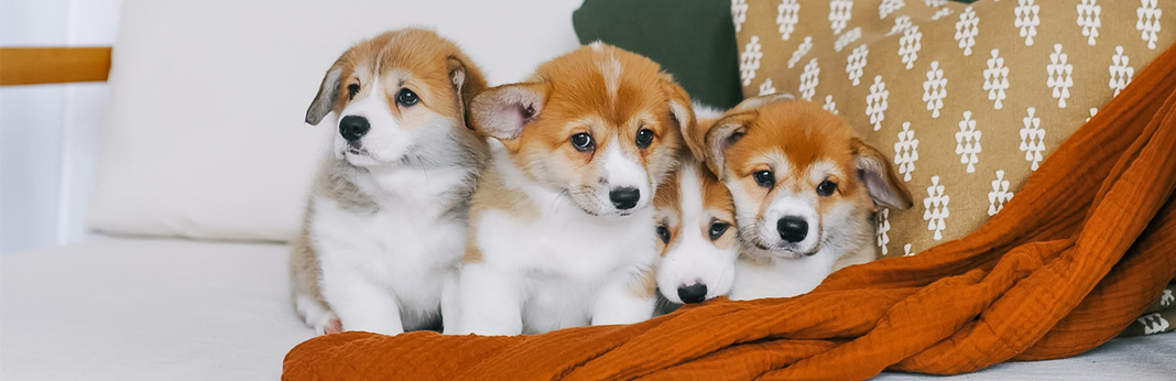 Corgi-Puppies-for-Sale