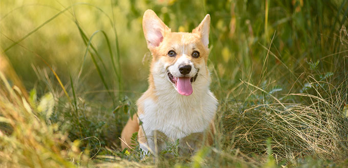 Corgi dog sitting in the grass