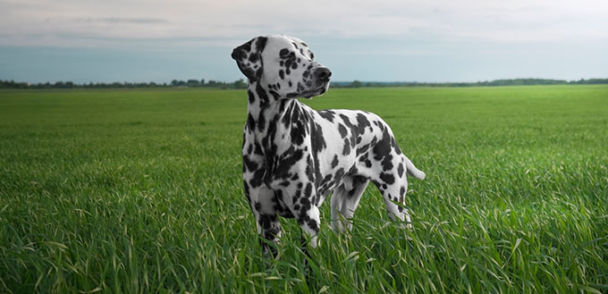 Dalmatian dog in the field