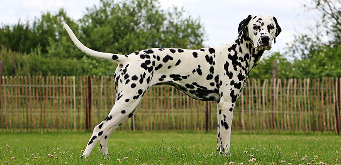 Dalmatian dog is standing in the garden