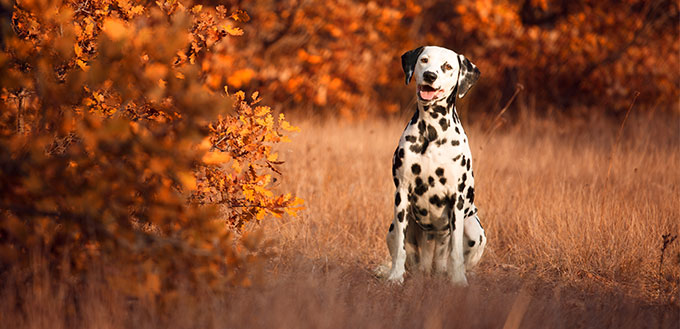 Dalmatian in a forest