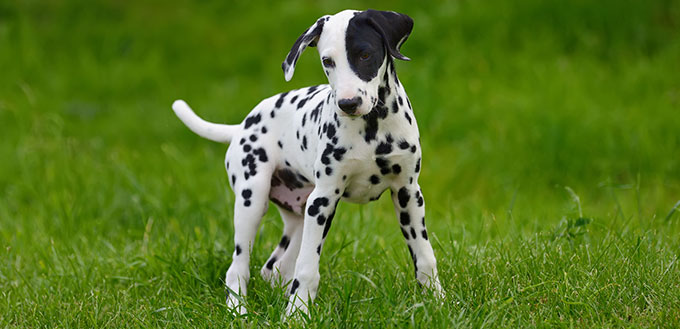 Dalmatian puppy standing in the grass