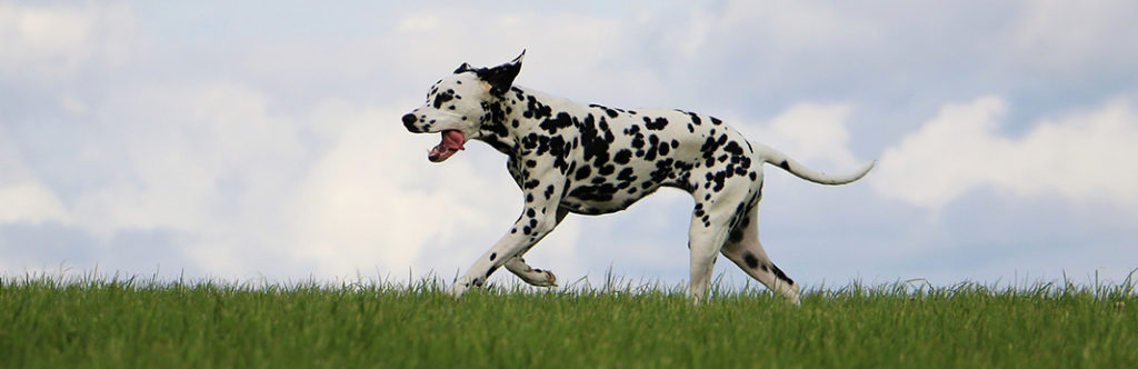 Dalmatians Breed Information, Characteristics, and Facts