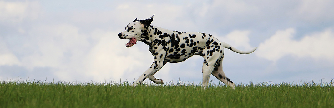 Dalmatians