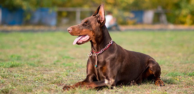 Doberman Pinscher