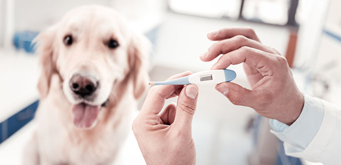 Dog at the vet