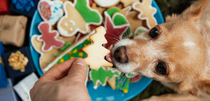 eat red button ginger eat red button ginger