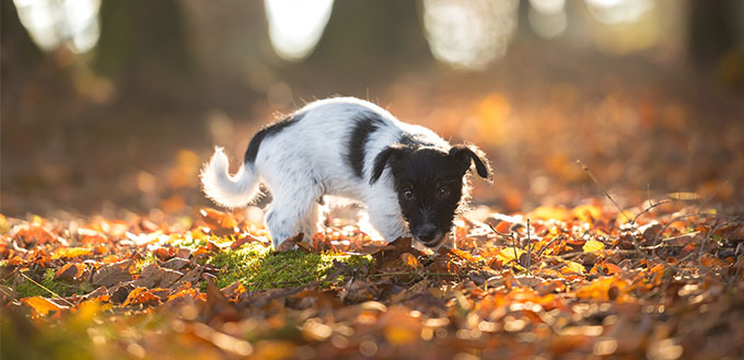 Dog in the leaves