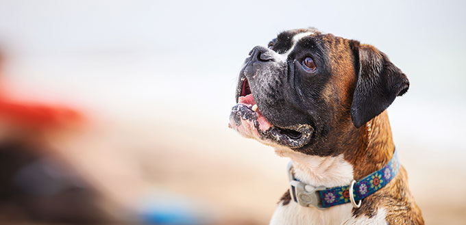 Dog looking at the owner