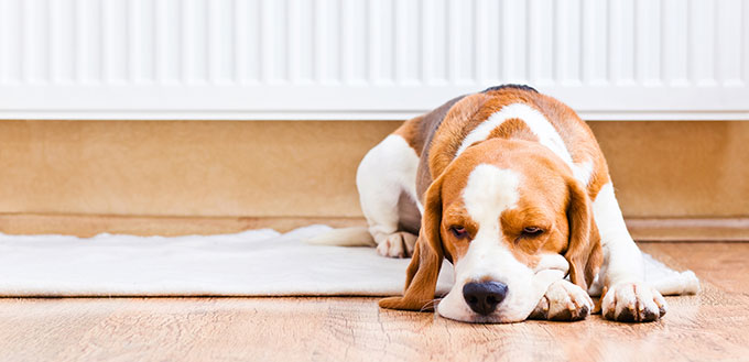 Dog lying near the radiator