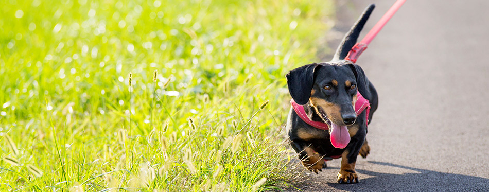 Dog on a leash