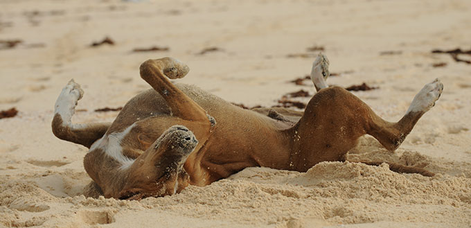 Dog rolling in the sand
