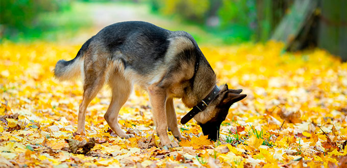 dog eating leaves and vomiting