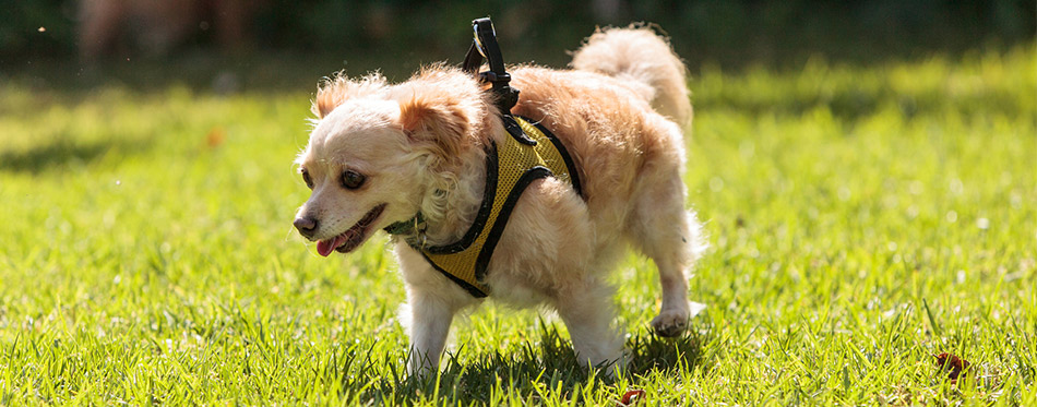 Dog with running harness