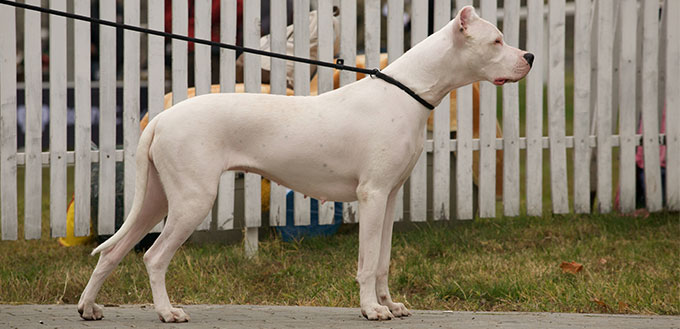 Dogo Argentino dog on a leash