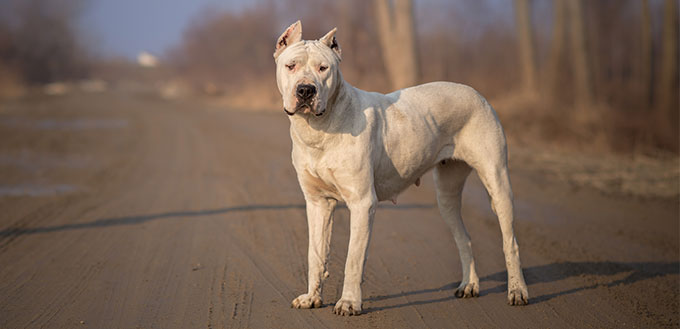 Dogo Argentino standing on the road