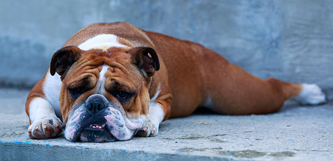 English Bulldog with an overbite lying