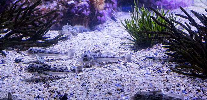 Fish swimming in a tank with algae