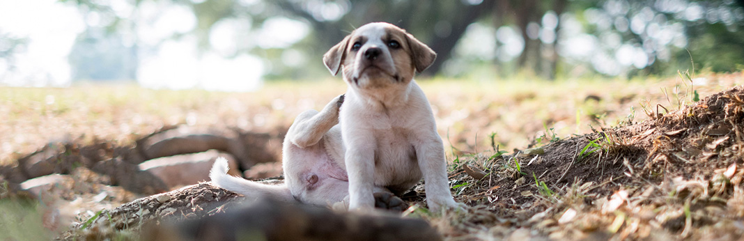 Fly-Bites-on-Dogs-Are-They-Bad-As-They-Look