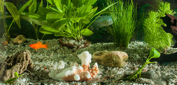 Freshwater aquarium with fishes