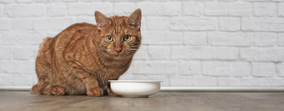 Ginger cat sitting around the food bowl