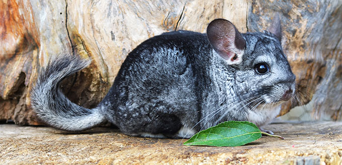 Gray Chinchilla