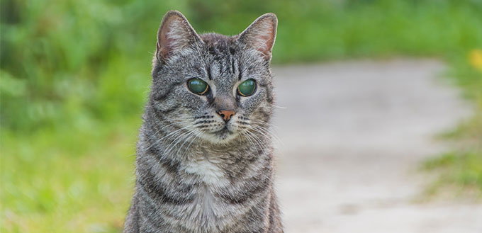 Grey cat with cloudy eyes