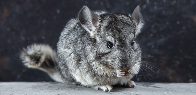 Grey chinchilla eating