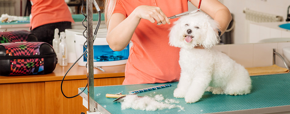 Groomer cutting dog's hair