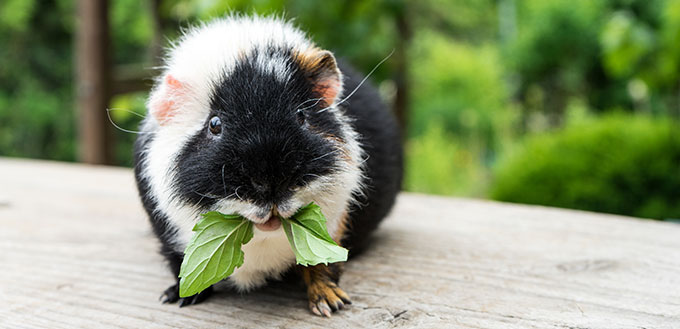 Guinea Pig eating