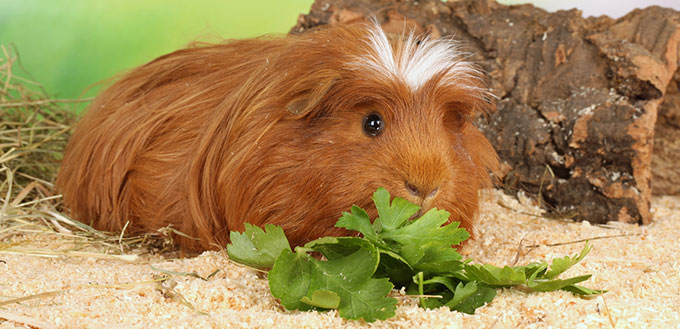 Guinea pig eating vegetables