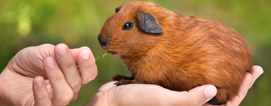 Hands feeding guinea pig