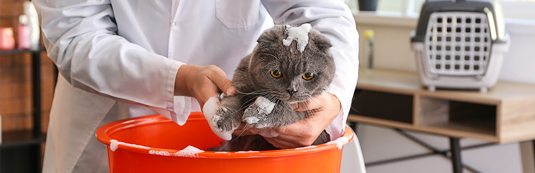 How to Bathe a Cat (Without Getting Scratched)