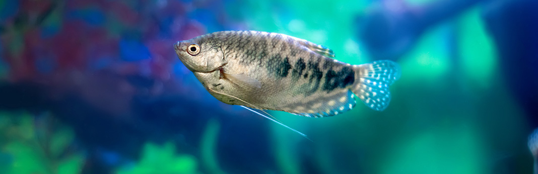How to Care for Gourami Fish