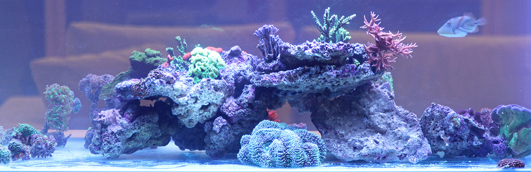 How to Fix Cloudy Water in a New Fish Tank