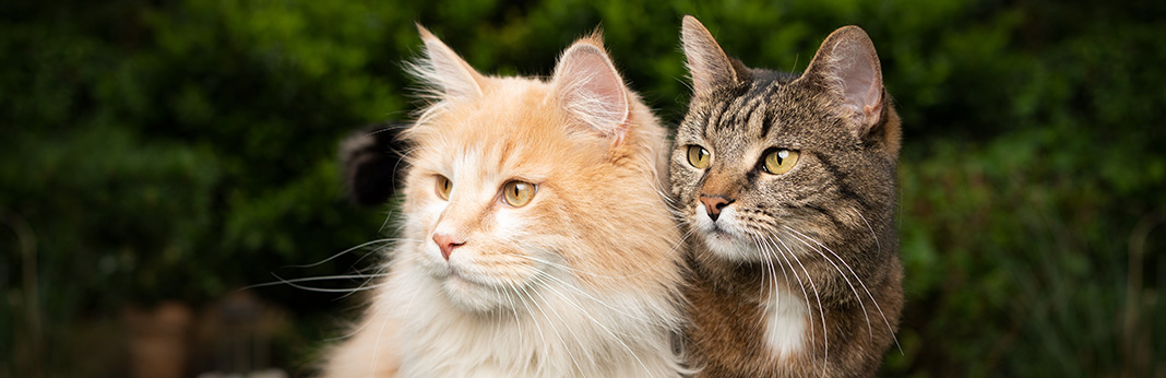 How-to-Mate-Cats-–-Cat-Mating-and-Reproduction-Guide