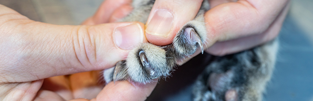 How-to-Trim-Your-Cat’s-Nails-and-Survive