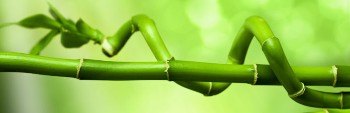Is Bamboo Poisonous to Dogs?