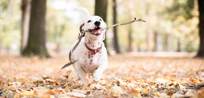 Jack Russell dog carrying wooden stick