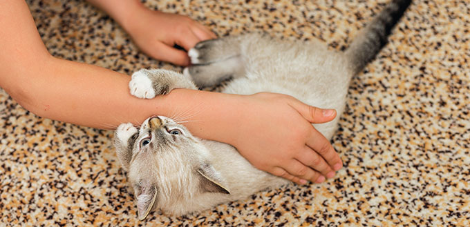 Kitten biting human hand